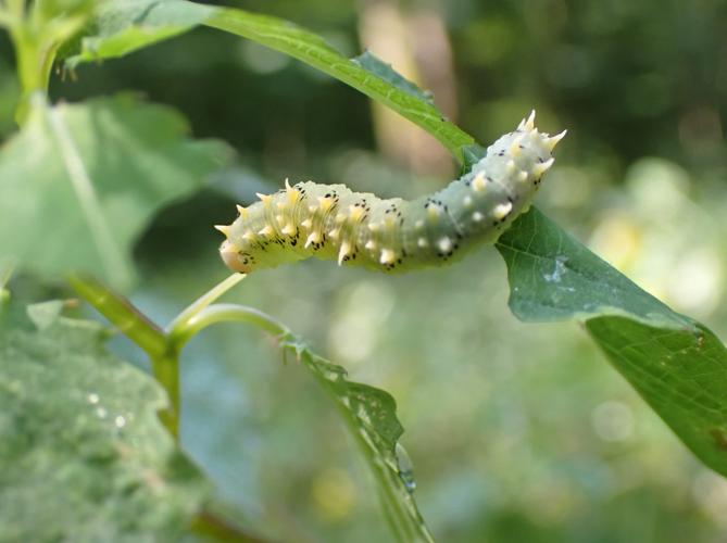 Siobla sturmii © HALLART Guénael (CPIE des Pays de l'Aisne)