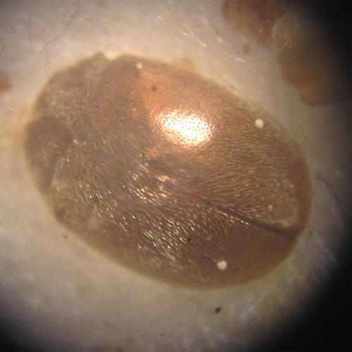 Adulte de Scymnus abietis sous binoculaire © TERRASSE Gilbert