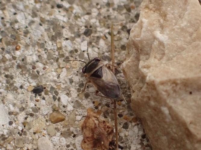 Adulte de Geocoris megacephalus © DHELLEMMES Théalie