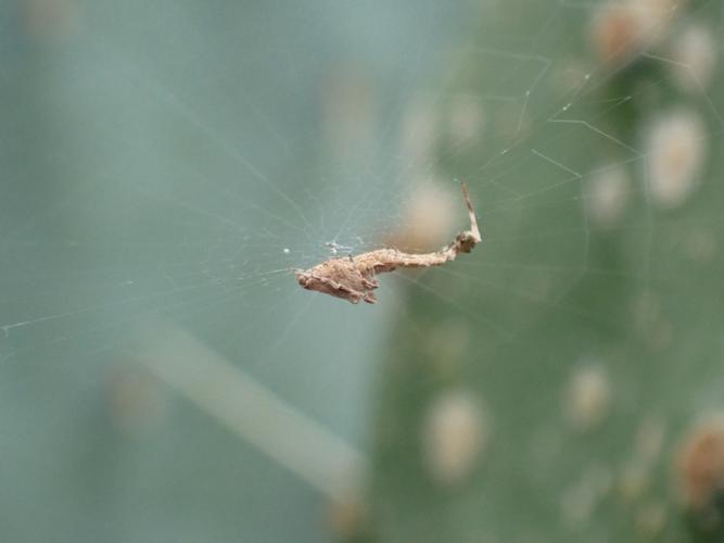 Ulobore plumeuse sur sa toile © DHELLEMMES Théalie