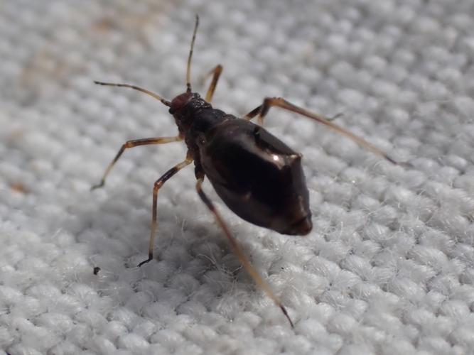 Adulte de Lachnus pallipes trouvé sur Chêne © HALLART Guénael