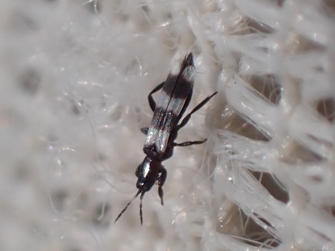 Adulte du genre Aeolothrips © HALLART Guénael (CPIE des Pays de l'Aisne)