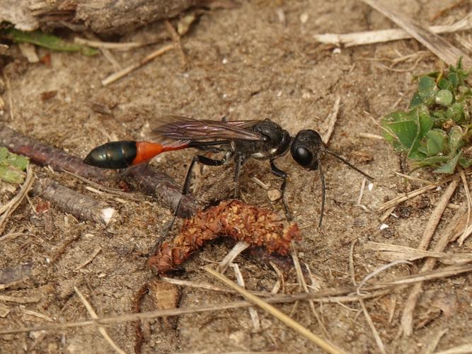 Adulte de Ammophila sabulosa © ACLOQUE Vincent