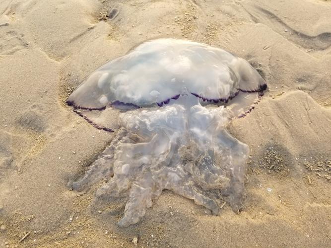 Rhizostoma octopus échoué sur la plage © ACLOQUE Vincent