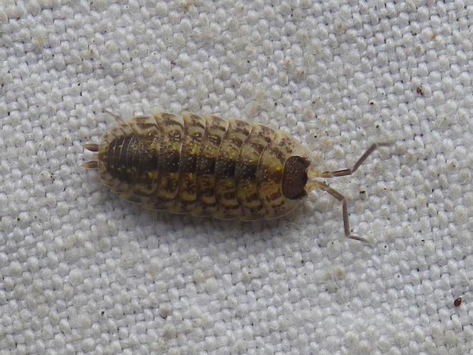 Porcellio spinicornis adulte © BRICE Perrine