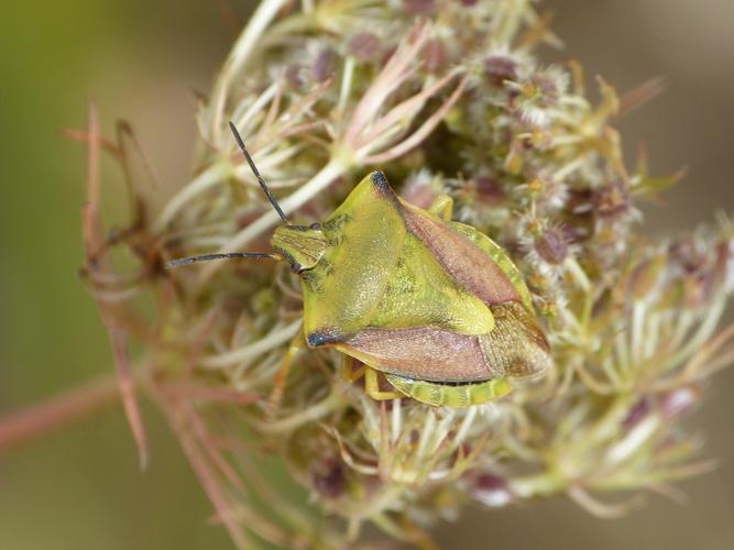 Carpocoris fuscispinus adulte © BARBIER Simon