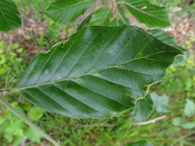 Feuille de Hêtre parasitée par Acalitus stenaspis © JOURDE Rémi