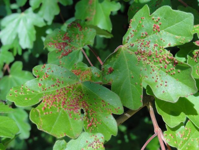 Feuilles d'Érable champêtre parasitées par Aceria aceriscampestris © JOURDE Rémi