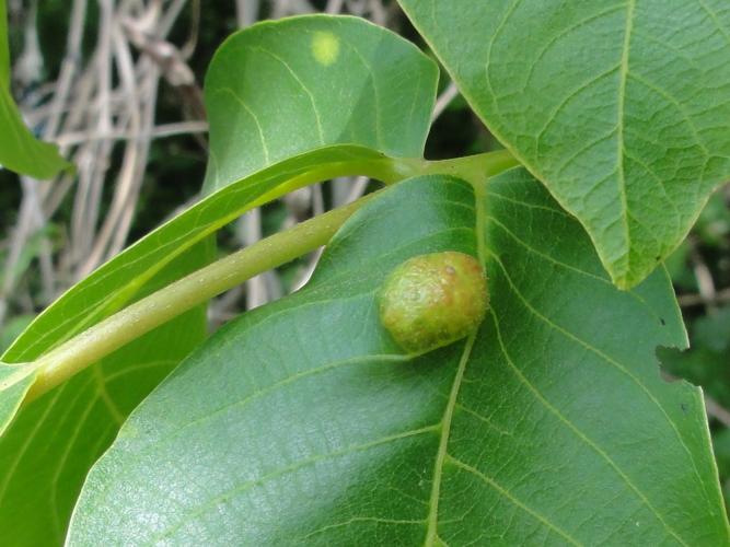 Galle sur feuille de Noyer provoquée par Aceria erinea © JOURDE Rémi