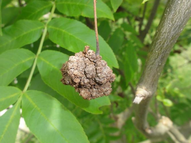 Galle provoquée par Aceria fraxinivora sur inflorescence de Frêne © JOURDE Rémi