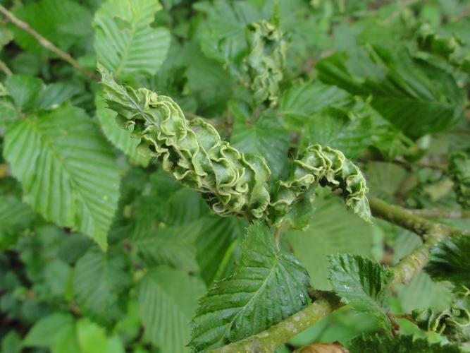 Galles sur feuilles de Charme provoquées par Aculops macrotrichus © JOURDE Rémi