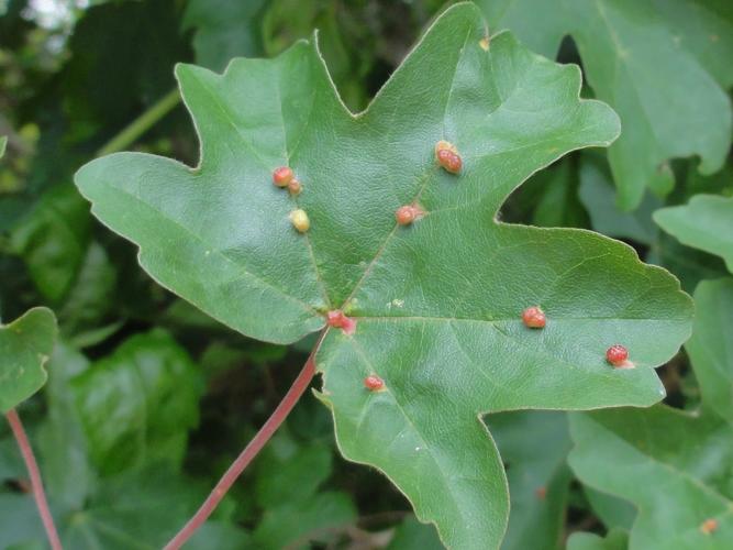 Galles d'Aceria macrochela sur feuille d'Erable © JOURDE Rémi