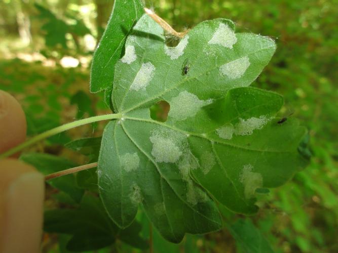 Galles d'Aceria macrocheluserinea sur Erable © JOURDE Rémi