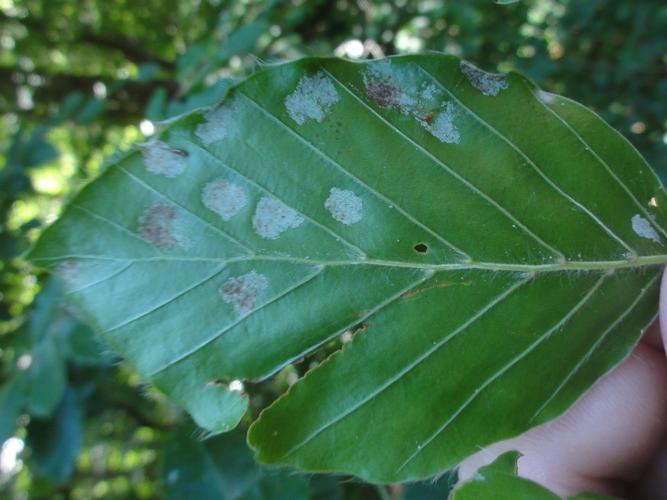 Galles d'Aceria nervisequa sous feuille de Hêtre © JOURDE Rémi