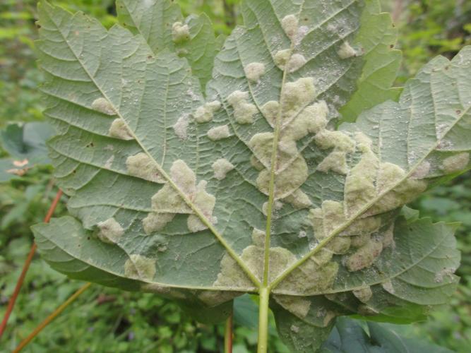 Galles d'Aceria pseudoplatani sous une feuille d'Erable © JOURDE Rémi