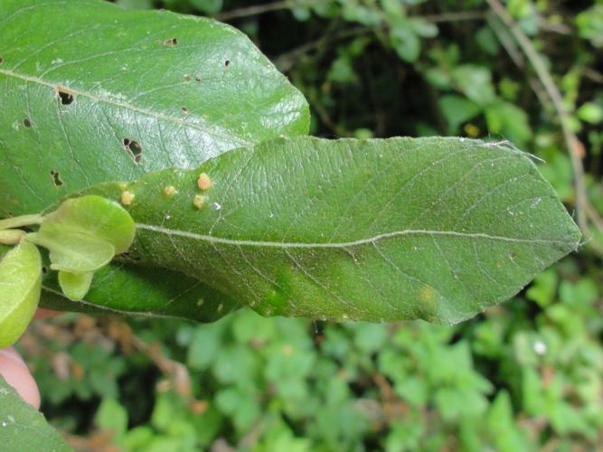 Galles d'Aculus laevis sur feuille de Saule © JOURDE Rémi