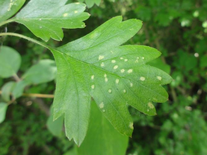 Galles d'Eriophyes crataegi sur feuilles d'Aubépine © JOURDE Rémi