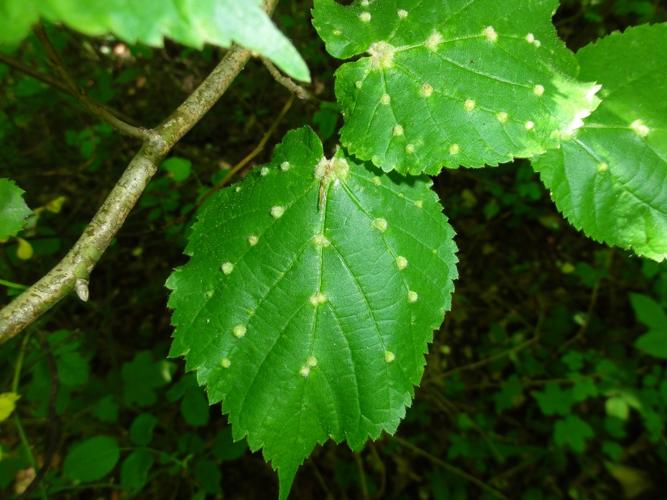 Galles d'Eriophyes exilis sur feuilles de Tilleul © JOURDE Rémi