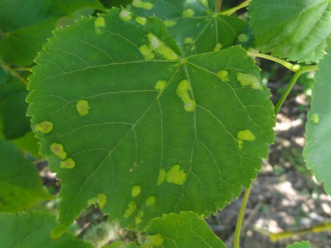 Galles d'Eriophyes leiosoma sur feuille de Tilleul © JOURDE Rémi