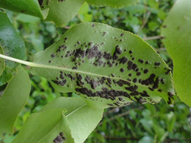 Vue du dessous d'une feuille de Poirier parasitées par Eriophyes pyri © JOURDE Rémi