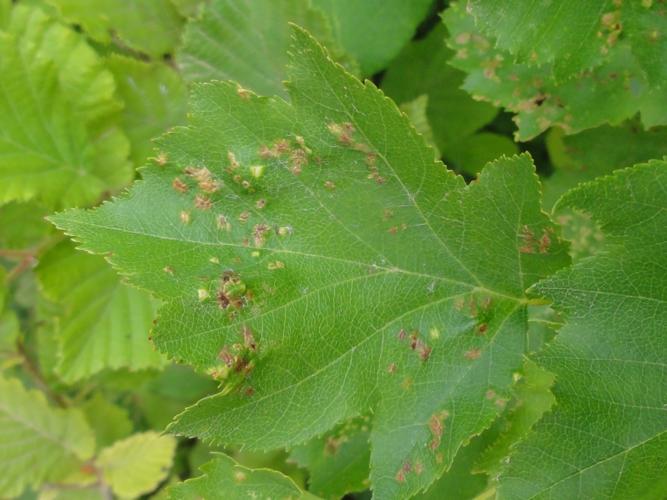 Galles d'Eriophyes sorbi sur feuilles de Sorbier © JOURDE Rémi