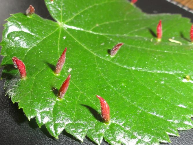 Galles d'Eriophyes tiliae sur feuille de Tilleul © JOURDE Rémi