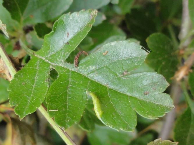 Galle de Phyllocoptes goniothorax sur feuille d'Aubépine © JOURDE Rémi