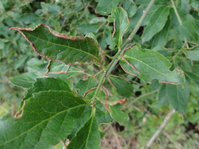 Galles de Stenacis euonymi sur feuilles de Fusain © JOURDE Rémi