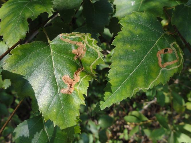 Mine d'Agromyza alnibetulae sur une feuille de Bouleau © JOURDE Rémi