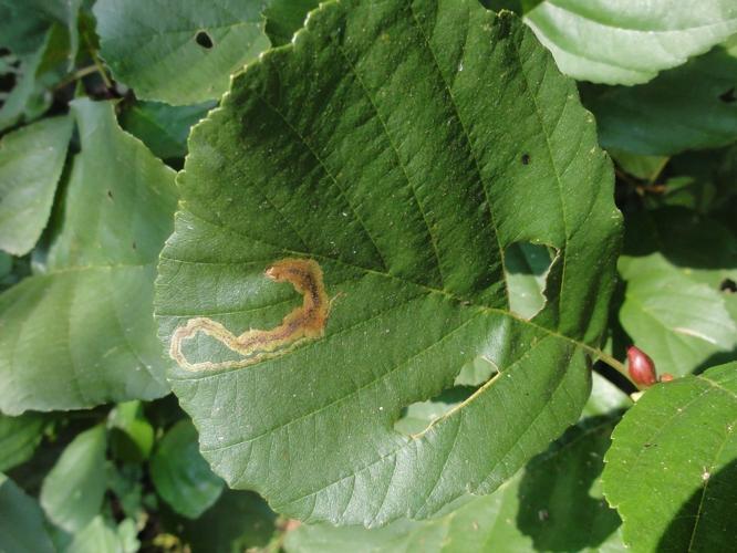 Mine d'Agromyza alnivora sur une feuille d'Aulne © JOURDE Rémi