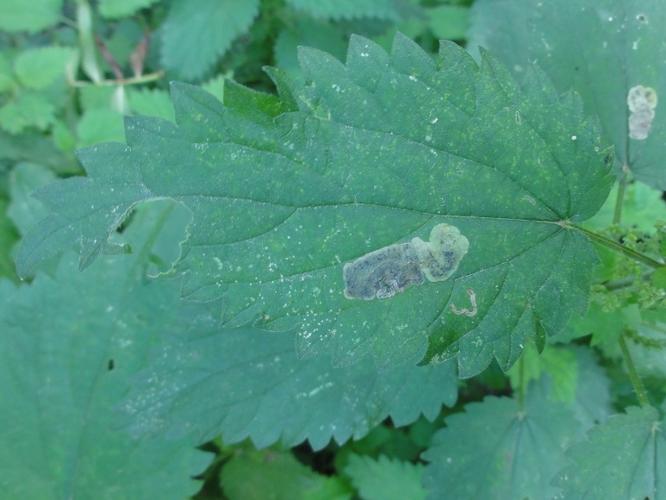 Mine d'Agromyza anthracina sur une feuille d'Ortie © JOURDE Rémi