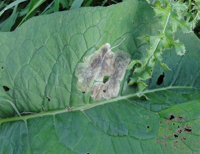 Mine d'Agromyza ferruginosa sur une feuille de Consoude © JOURDE Rémi