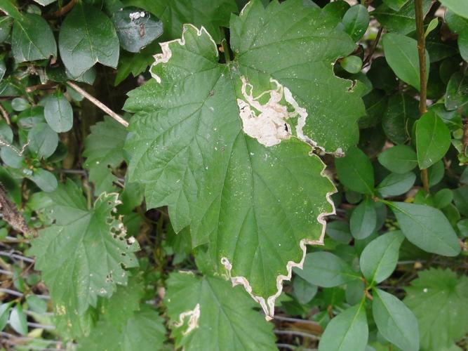 Mine d'Agromyza flaviceps sur une feuille de Houblon © JOURDE Rémi