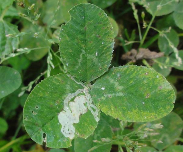 Mine d'Agromyza frontella sur une feuille de Trèfle © JOURDE Rémi