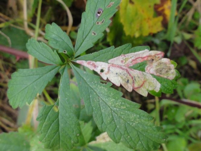 Mine d'Agromyza idaeiana sur une feuille de Potentille © JOURDE Rémi