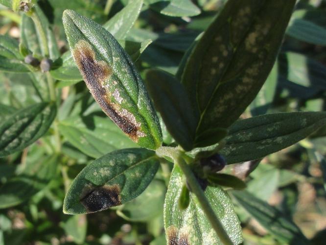 Mine d'Agromyza lithospermi sur une feuille de Lithospermum officinale © JOURDE Rémi