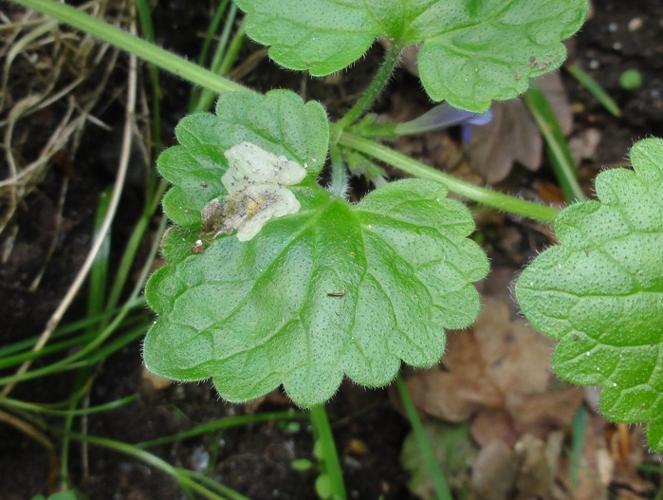 Mine d'Amauromyza labiatarum sur une feuille de Lierre terrestre © JOURDE Rémi