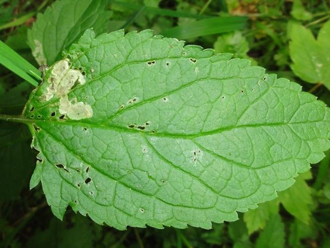 Mine d'Amauromyza verbasci sur une feuille de Scrofulaire © JOURDE Rémi