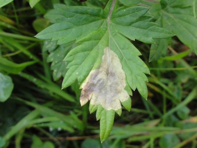 Mine de Calycomyza artemisiae sur une feuille d'Armoise © JOURDE Rémi