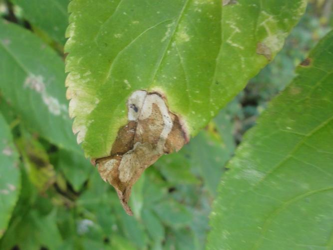 Mine de Liriomyza amoena sur une feuille de Sureau © JOURDE Rémi