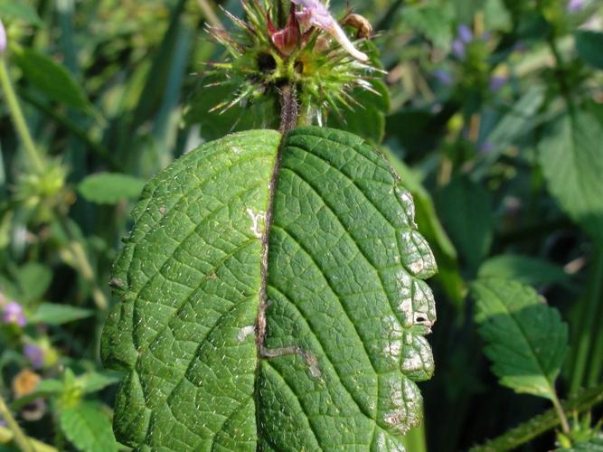 Mine de Liriomyza strigata sur une feuille de Galeopsis © JOURDE Rémi