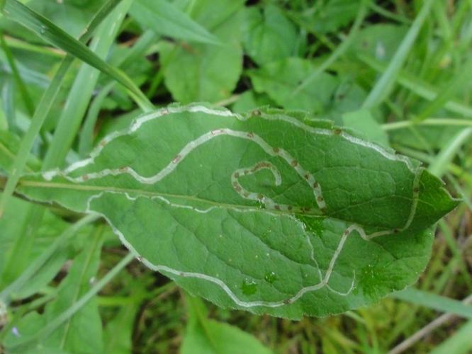 Mine d'Ophiomyia maura sur une feuille de Solidage © JOURDE Rémi