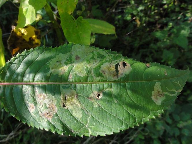 Mine de Phytoliriomyza melampyga sur une feuille de Balsamine © JOURDE Rémi