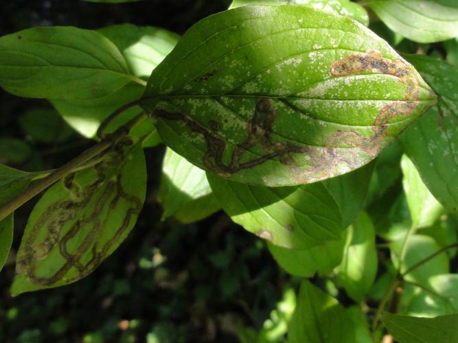 Mine de Phytomyza agromyzina sur une feuille de Cornouiller © JOURDE Rémi