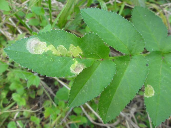 Mine de Phytomyza angelicae sur une feuille d'Apiacée © JOURDE Rémi