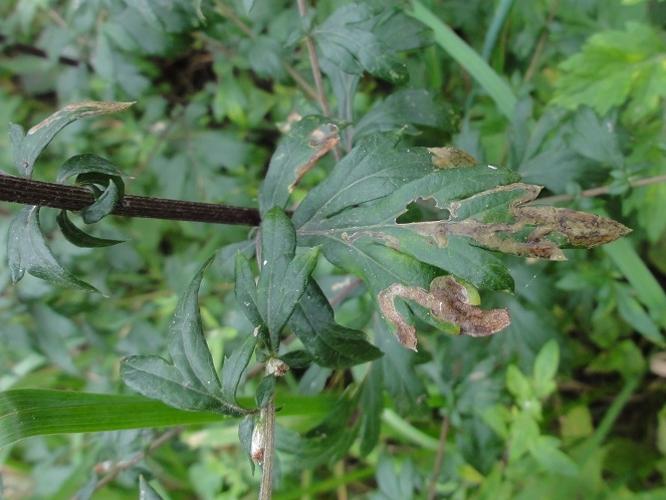 Mine de Phytomyza artemisivora sur une feuille d'Armoise © JOURDE Rémi