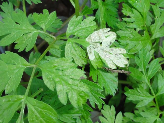 Mine de Phytomyza chaerophylli sur une feuille de Cerfeuil sauvage © JOURDE Rémi