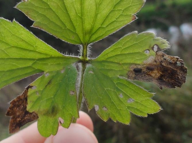 Mine de Phytomyza fallaciosa sur une feuille de Renoncule © JOURDE Rémi