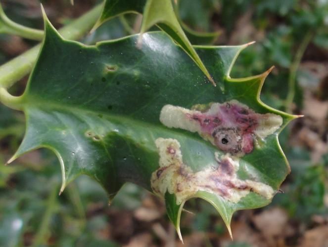 Mine de Phytomyza ilicis sur une feuille de Houx © JOURDE Rémi