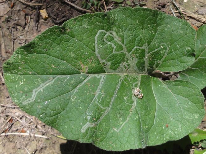 Mine de Phytomyza lappae sur une feuille de Bardane © JOURDE Rémi